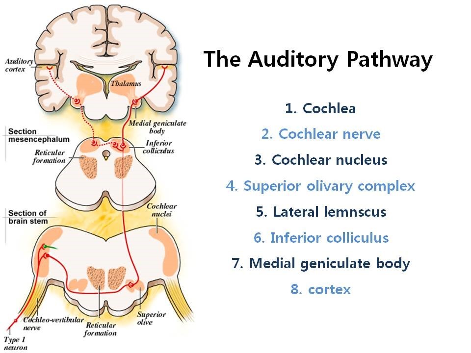 Hearing Testing Methods Additional to Pure Tone Audiometry (Part 2)